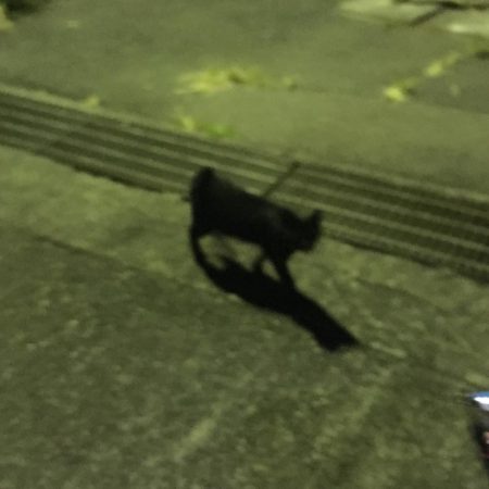 ジグでは釣れませんかそうですか