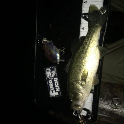 シャロー好反応