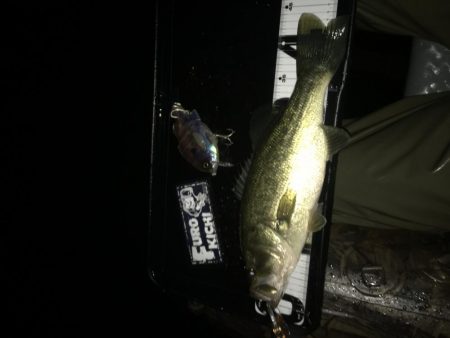 シャロー好反応