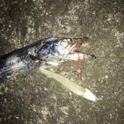 やっぱりルミノーバ!!