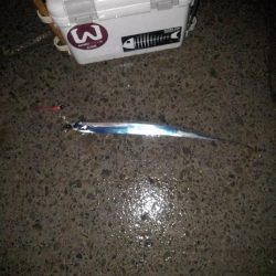 太刀魚探索⁉️