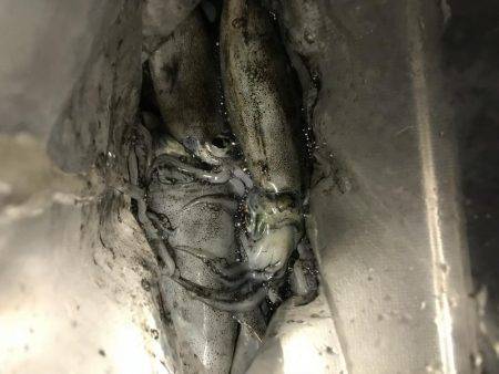 またまたデカイカ求めて！