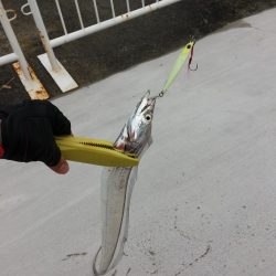 ジギングで太刀魚