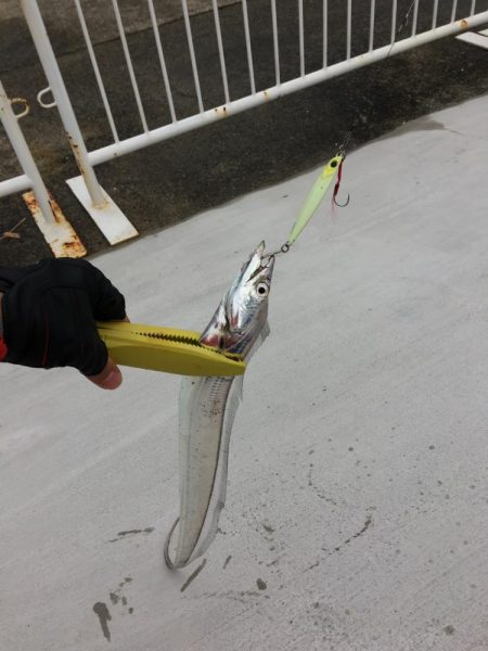 ジギングで太刀魚