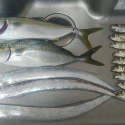 太刀魚&サビキ~ののませ!
