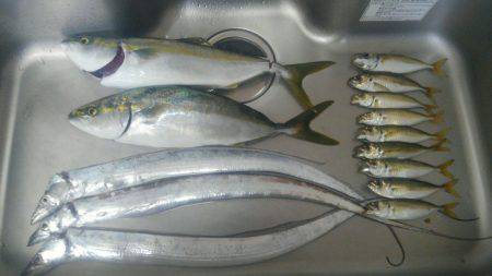 太刀魚＆サビキ～ののませ！