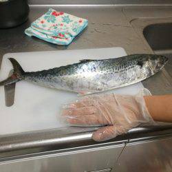 サバ！サヨリ！