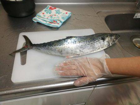 サバ！サヨリ！