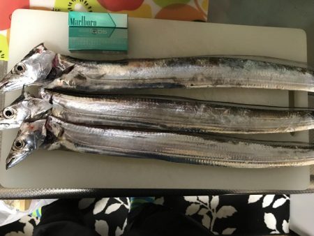 朝まずめ淡路島