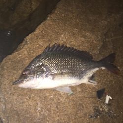 シーバス不発！