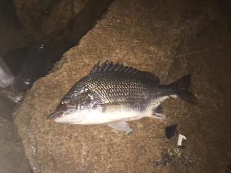 シーバス不発！