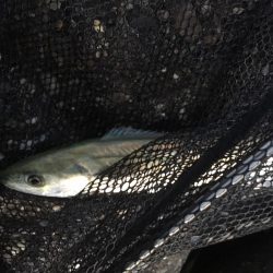 タチウオ&サゴシ