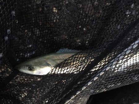 タチウオ&サゴシ