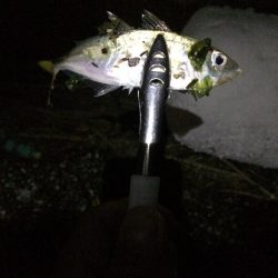 懲りずにアジング