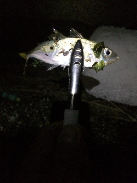 懲りずにアジング