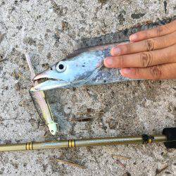 好調の武庫一！