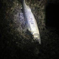 タチウオはご不在