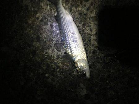 タチウオはご不在