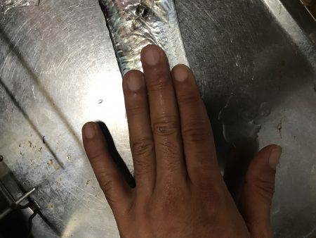 タチウオを求めて