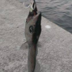 タチウオの季節