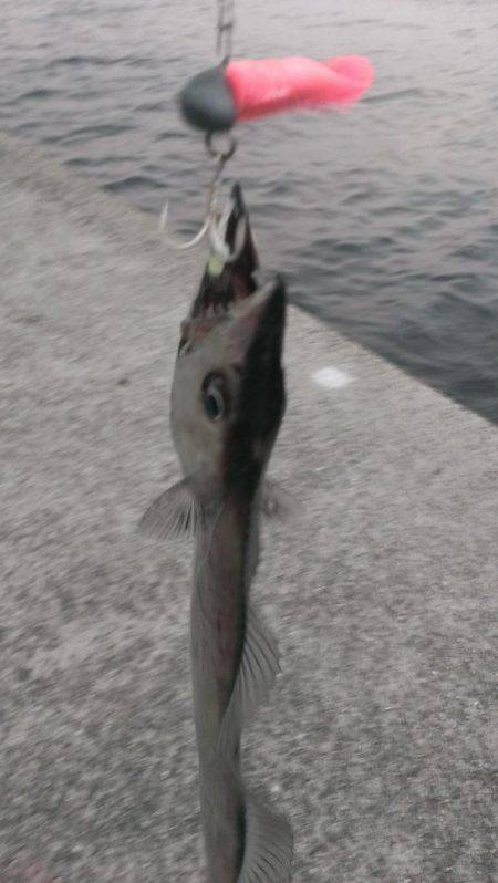 タチウオの季節