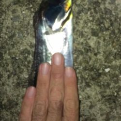 雨のちタチウオ