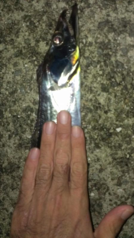 雨のちタチウオ