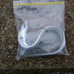 こんなとこにも日本刀