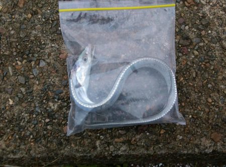 こんなとこにも日本刀