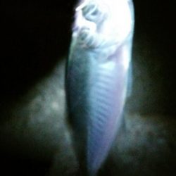 台風後は…いまいち！