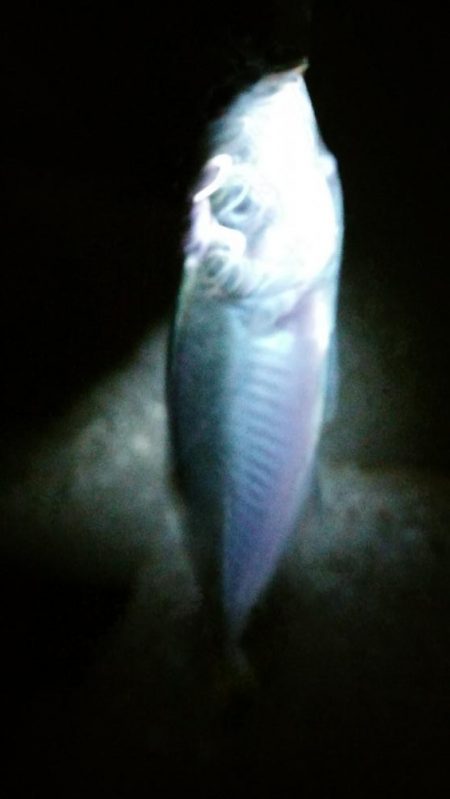 台風後は…いまいち！