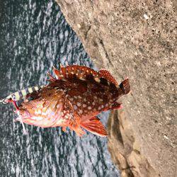 ヒラマサ狙いのはずが