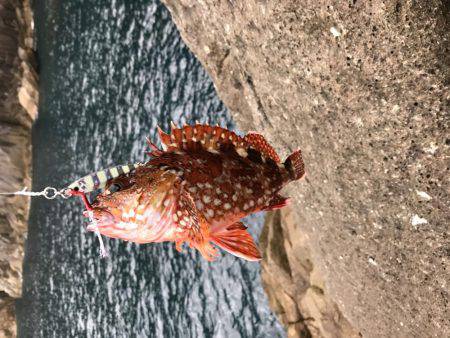 ヒラマサ狙いのはずが