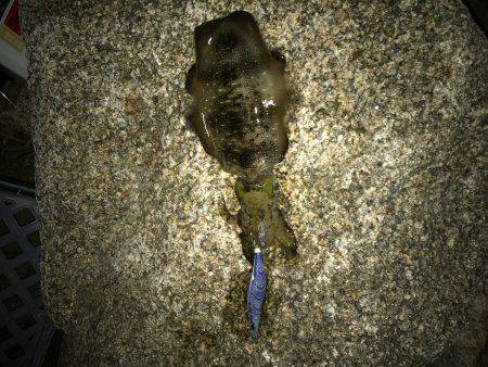 寒気、北風、寒い!