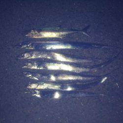 サゴシ、タチウオ