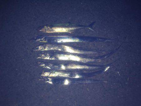 サゴシ、タチウオ