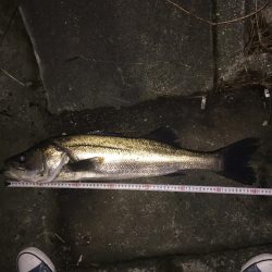 降雨後のシーバス