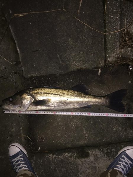 降雨後のシーバス