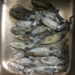 朝夕マズメロング釣行