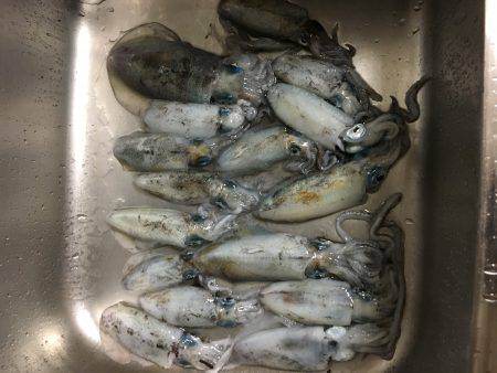 朝夕マズメロング釣行