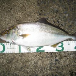 ひったくり青物!