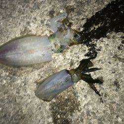 デカイカ求めて