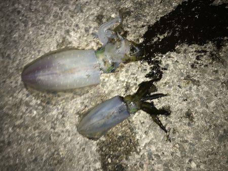 デカイカ求めて