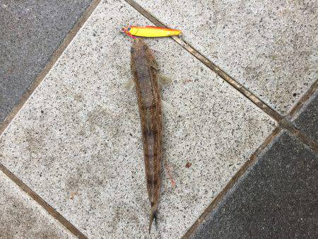 ショアジギング