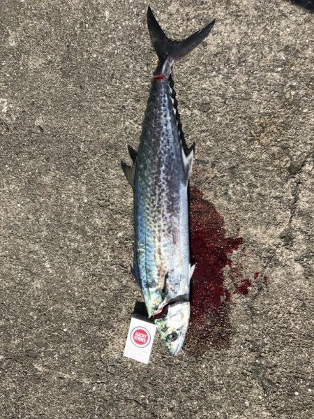 （続）サワラを愛し愛された男。