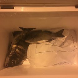 ナイトフィッシング