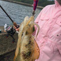 パタパタ最強説。