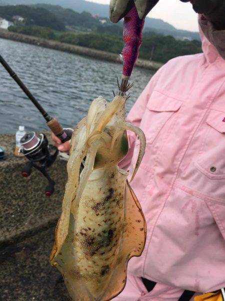 パタパタ最強説。