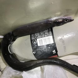 マアナゴ釣れたよ