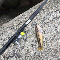 波止フカセ釣り